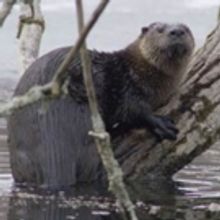 Smithsonian Channel Presents AMERICA'S MISSISSIPPI