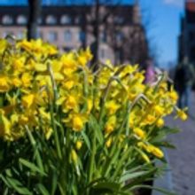 Kansallisteatterissa ennätyksellisen runsas ohjelmisto Suomen itsenäisyyden juhlavu