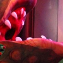 LITTLE SHOP OF HORRORS Opens At Broadway Palm!