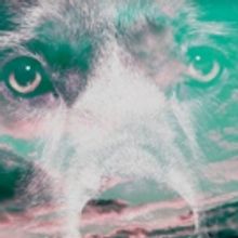 Cressida Bonas to star in Jermyn Street Theatre's THE DOG BENEATH THE SKIN