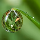 Innovations TV Program to Explore Developments in Clinical Cannabinoid Treatment