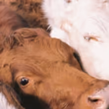 Mallrat Debuts Idyllic Video for Cherry-Flavored Tune 'Better'