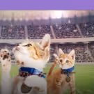 Rescue Pet Adoption Event KITTEN BOWL V Heading to Super Bowl LII