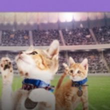 Rescue Pet Adoption Event KITTEN BOWL V Heading to Super Bowl LII