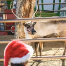 LA Zoo's Reindeer Romp Features Live Reindeer, Holiday Crafts, Keeper Talks, Photo…