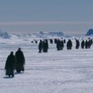VIDEO: Sneak Peek - Hul Premieres Documentary MARCH OF THE PENGUINS 2: THE NEXT STEP