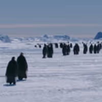VIDEO: Sneak Peek - Hul Premieres Documentary MARCH OF THE PENGUINS 2: THE NEXT STEP Video