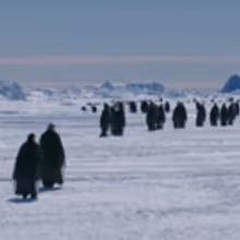 VIDEO: Sneak Peek - Hul Premieres Documentary MARCH OF THE PENGUINS 2: THE NEXT STEP