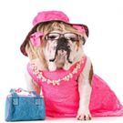 OMG You Guys! Dog Auditions to Be Held For Legally Blonde The Musical In Glasgow