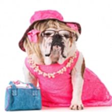 OMG You Guys! Dog Auditions to Be Held For Legally Blonde The Musical In Glasgow