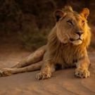 Smithsonian Channel to Premiere New Wildlife Documentary KING OF THE DESERT LIONS July 11