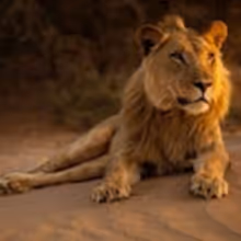 Smithsonian Channel to Premiere New Wildlife Documentary KING OF THE DESERT LIONS…