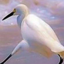 Reading Theater Project Announces Play Reading Series