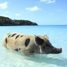 Smithsonian Channel Kicks Off Wild Wednesdays with Three Film Premieres