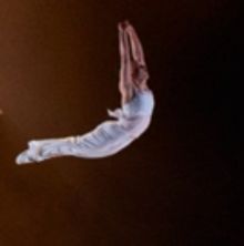 Diavolo Brings ARCHITECTURE IN MOTION to Thrasher-Horne Center