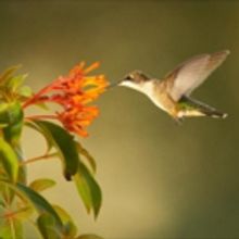 PBS to Present AMERICAN SPRING LIVE