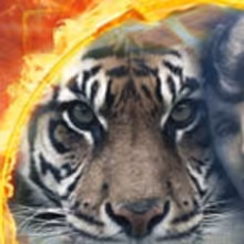 Leslie Zemeckis Unleashes Her Latest Documentary MABEL, MABEL, TIGER TRAINER For…