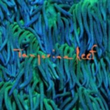 Animal Collective Releases New Album TANGERINE REEF