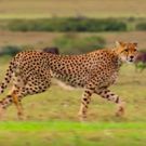 VIDEO: Netflix Debuts Extended Trailer for OUR PLANET