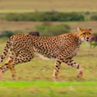 VIDEO: Netflix Debuts Extended Trailer for OUR PLANET Video