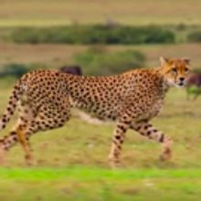 VIDEO: Netflix Debuts Extended Trailer for OUR PLANET