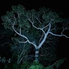 KABINETT to Screen Soundwalk Collective's JUNGLE-IZED MIAMI