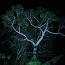 KABINETT to Screen Soundwalk Collective's JUNGLE-IZED MIAMI