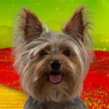 Selladoor Productions is on the Search For Toto