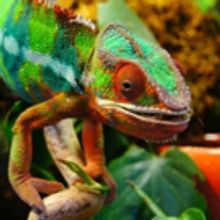 The MAC Seeks Artists for LIVING COLOR