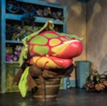 BWW Review: A Monster, Motown, and More in the LITTLE SHOP OF HORRORS at Red Mountain