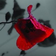 MusicaNova Opens New Season at MIM