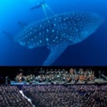 The City of Prague Philharmonic Orchestra to Provide Live Accompaniment to BLUE…