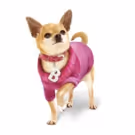 LEGALLY BLONDE Comes to The Everyman