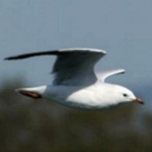 Entries Now Open For 2018 Silver Gull Play Award