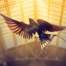 BWW Feature: Previewing New Musical THE HAPPY PRINCE