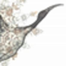 Met Opera's Lauren Flanigan To Star In Must-See Cultural Event FLIGHT OF THE IBIS