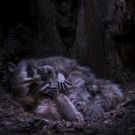 Backyard Wilderness Film Opens 9/14 at American Museum of Natural History