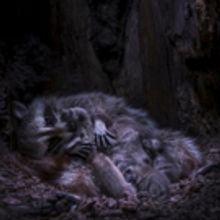 Backyard Wilderness Film Opens 9/14 at American Museum of Natural History
