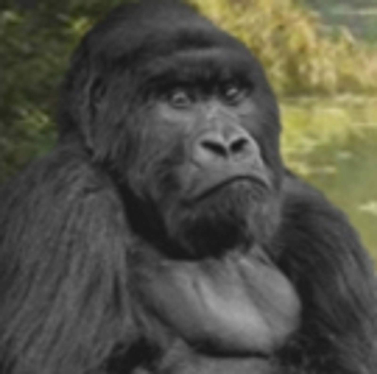 Emerging Artists Theatre presents APES AT PLAY by Jonathan Yukich