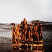 BWW Review: Companhia de Dança Deborah Colker Returns to Kennedy Center with DOG WIT