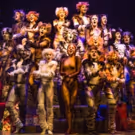 BWW Review: CATS at SHEA'S BUFFALO Theatre