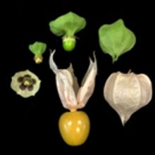 CRISPR could bring groundcherries to market