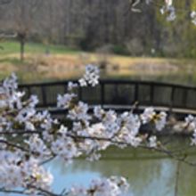 The National Cherry Blossom Festival Extends Into Fairfax County, Virginia