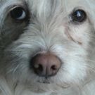 Author Raises Saddam Hussein's Dog In 'Behind The Eyes Of Liberty Pearl'
