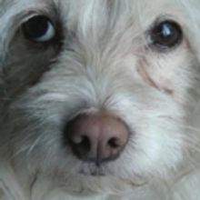 Author Raises Saddam Hussein's Dog In 'Behind The Eyes Of Liberty Pearl'