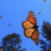 FLIGHT OF THE BUTTERFLIES Soars Back On Screen, Today