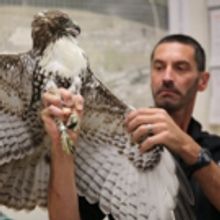 Smithsonian Channel to Premiere BIRD VS. PLANE: MIRACLE ON THE HUDSON