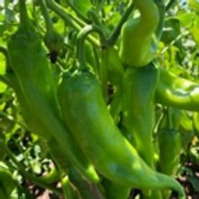 Blake's Lotaburger Launches New Signature Hatch Green Chile