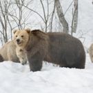 Smithsonian Channel Heads To The Frozen Forests Of Northern Europe To Witness Battle…