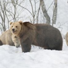 Smithsonian Channel Heads To The Frozen Forests Of Northern Europe To Witness Battle 